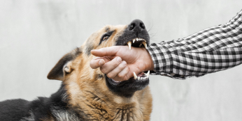 dog bite