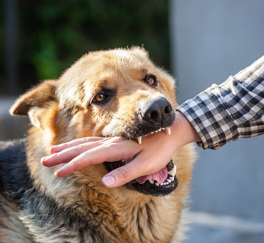 dog bite
